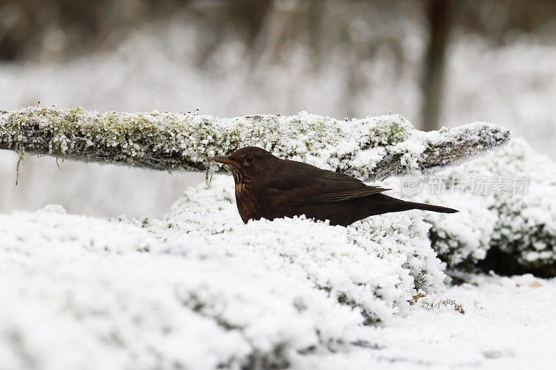 黑鸟(Turdus merula)冬季雌性